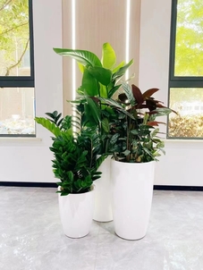 海曙花木租摆公司